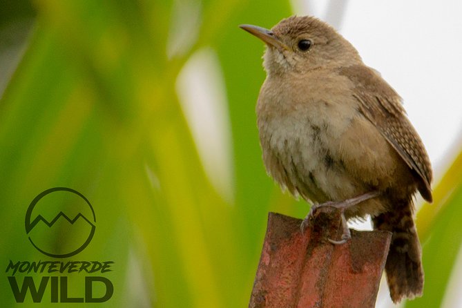 Birdwatching Tour at the Cloud Forest -Monteverde Wild- - Tour Details