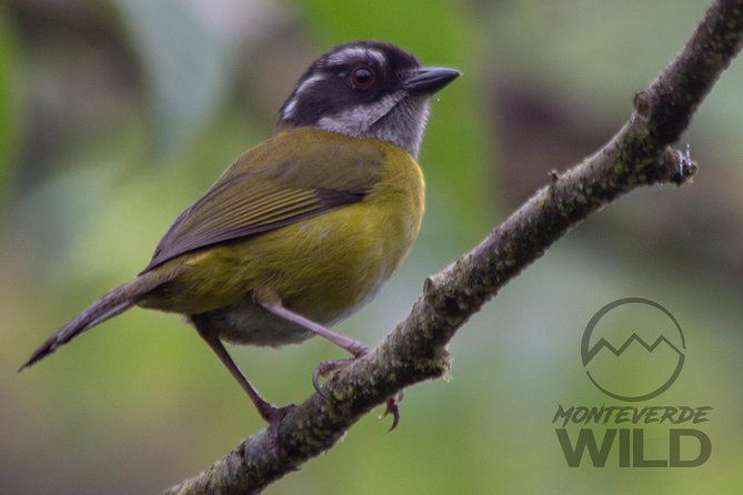 Birdwatching Tour at the Cloud Forest -Monteverde Wild- - Meeting and End Points