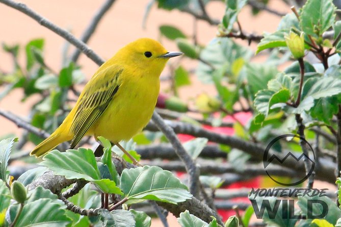 Birdwatching Tour at the Cloud Forest -Monteverde Wild- - Highlights of the Tour
