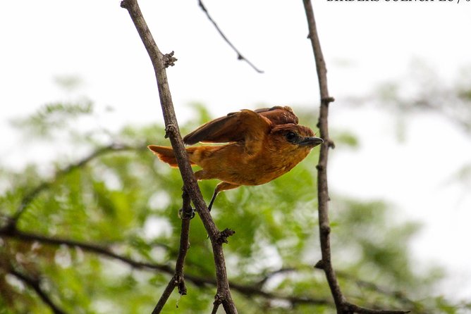 Birdwatching Tour Cajas Park and Tamarindo Tropical Forest Area From Cuenca - Birding Destinations