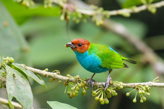 Birdwatching Tour Cajas Park and Tamarindo Tropical Forest Area From Cuenca - Endemic Bird Species
