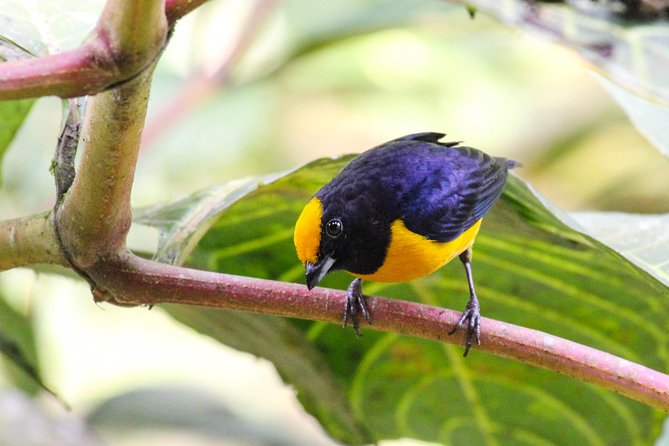 Birdwatching Tour Cajas Park and Tamarindo Tropical Forest Area From Cuenca - Ecosystem Diversity