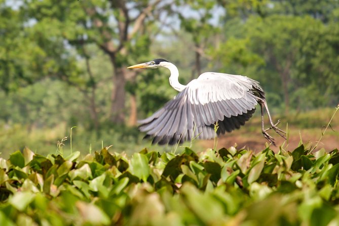 Birdwatching Tour Cajas Park and Tamarindo Tropical Forest Area From Cuenca - Dietary Accommodations