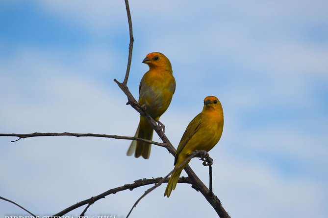 Birdwatching Tour Cajas Park and Tamarindo Tropical Forest Area From Cuenca - Pricing and Reviews