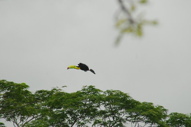 Birdwatching Tour - Key Points