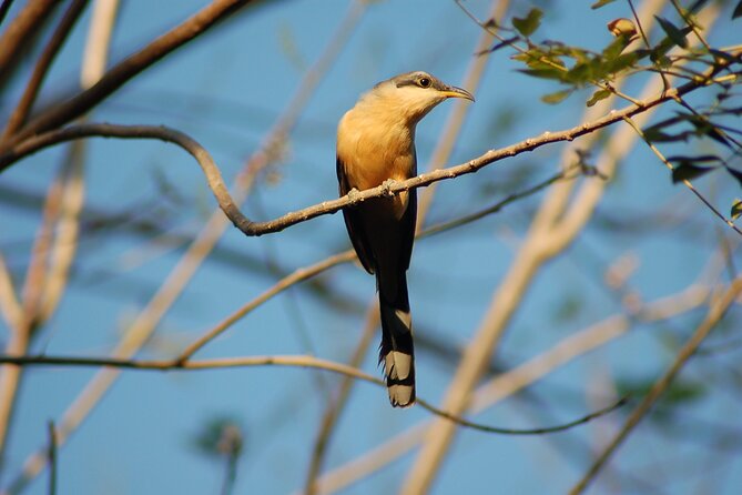 Birdwatching Tour - Birdwatching Destination