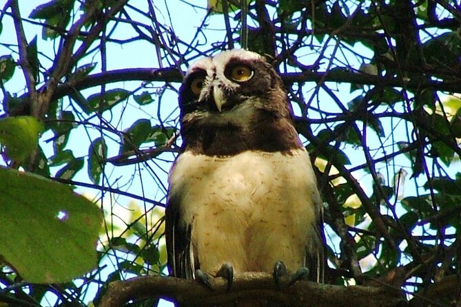 Birdwatching Tour - Biodiversity and Wildlife
