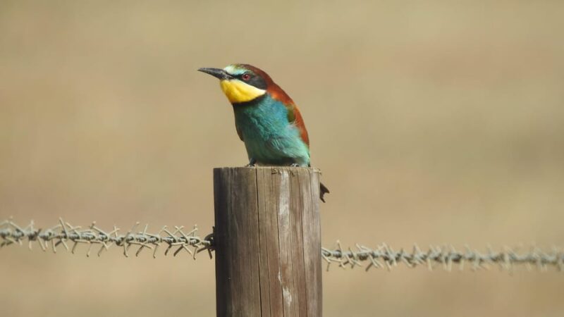 Birdwatching Tour in Algarve - Key Points