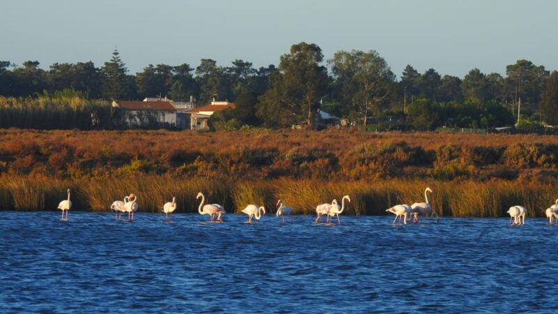 Birdwatching Tour in Algarve - Guided Experience