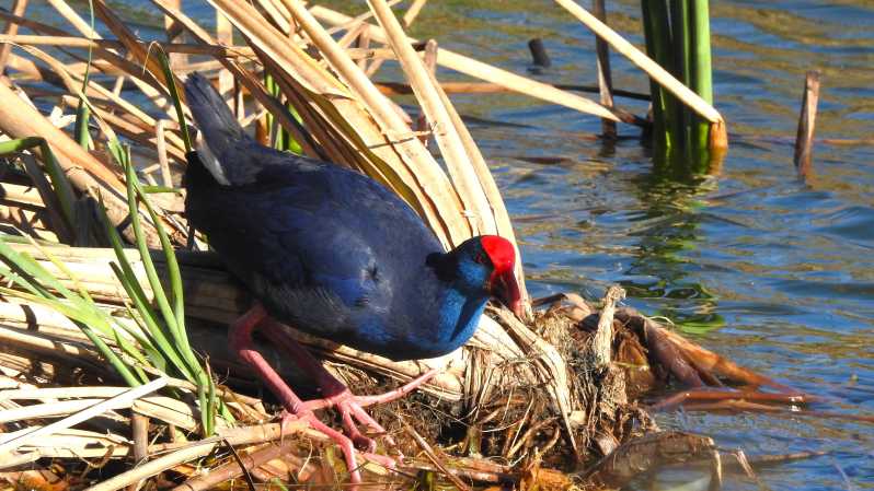 Birdwatching Tour in Algarve - Pricing and Cancellation