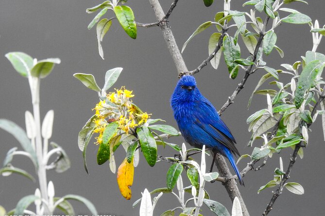 Birdwatching Tour in Cajas National Park From Cuenca - Notable Bird Species