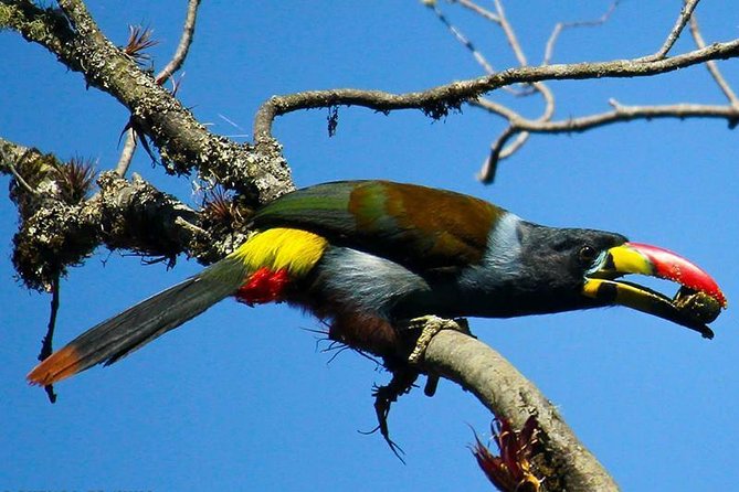 Birdwatching Tour in Cajas National Park From Cuenca - Tour Inclusions