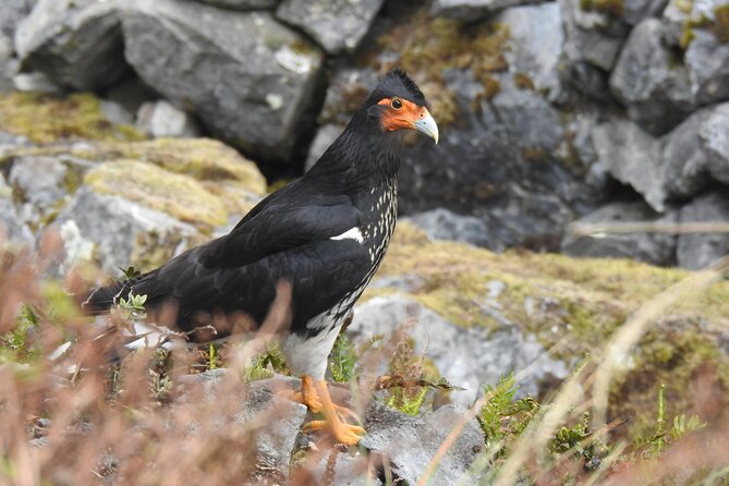 Birdwatching Tour in Cajas National Park From Cuenca - Pricing and Reviews