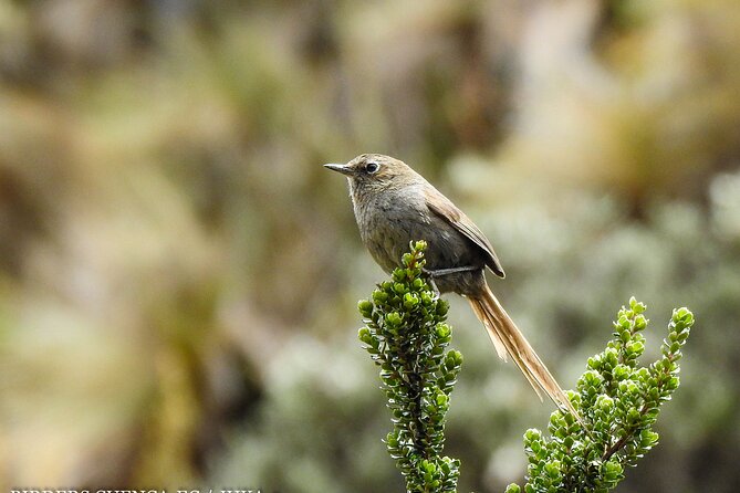 Birdwatching Tour in Cajas National Park From Cuenca - Capturing Memorable Moments