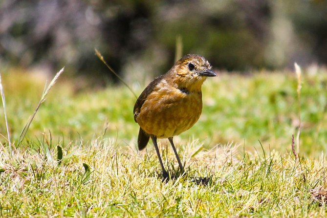 Birdwatching Tour in Cajas National Park From Cuenca - Birdwatching Highlights