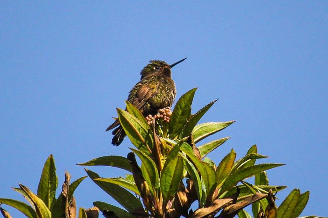 Birdwatching Tour in Cajas National Park From Cuenca - Pricing and Cancellation