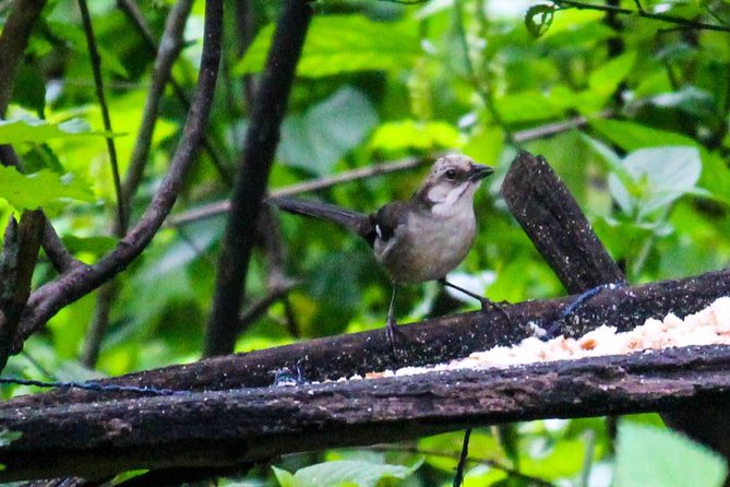 Birdwatching Tour in Giron and Yunguilla Jocotoco Reserve From Cuenca - Key Points