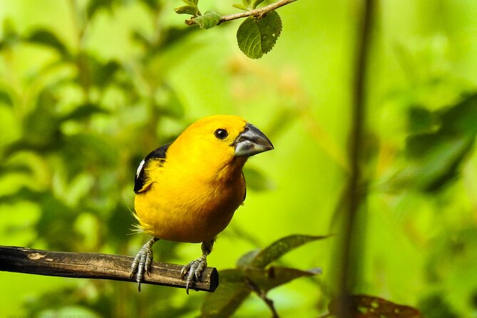 Birdwatching Tour in Giron and Yunguilla Jocotoco Reserve From Cuenca - Target Bird Species in the Reserves