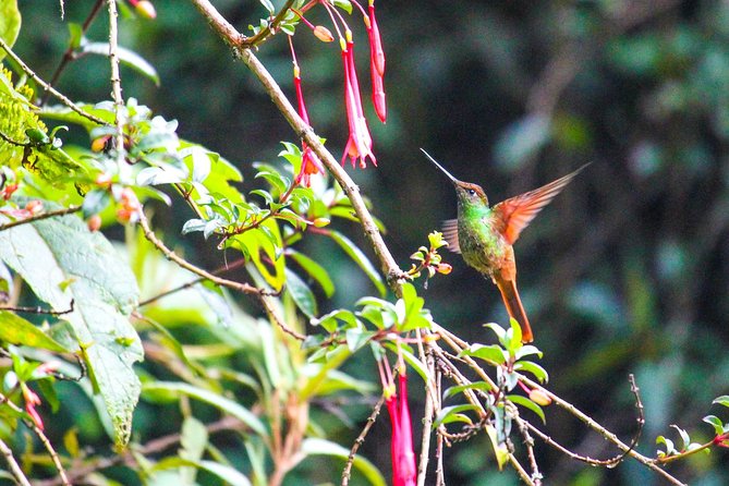 Birdwatching Tour in Giron and Yunguilla Jocotoco Reserve From Cuenca - Highlights of the Birdwatching Tour