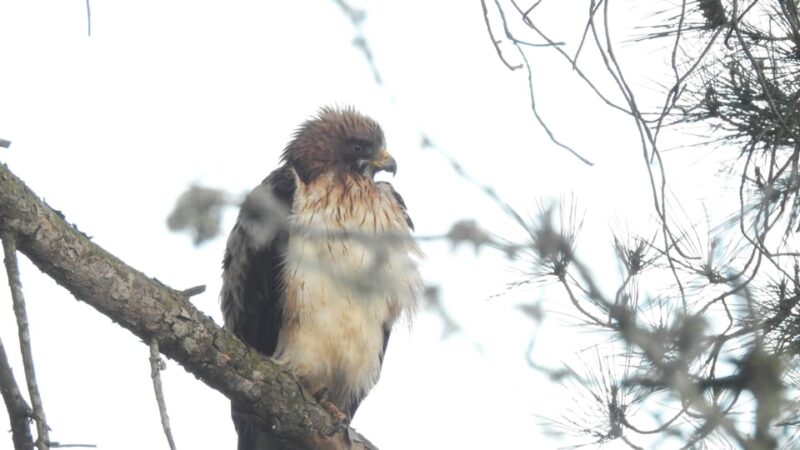 Birdwatching Tour in Mértola and Castro Verde Region - Tour Logistics