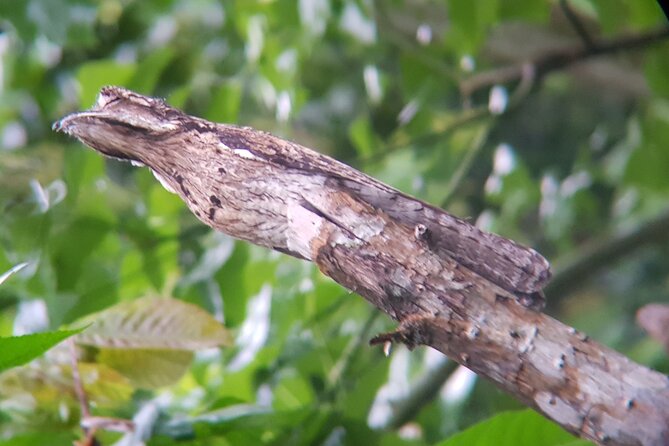 Birdwatching Tour in Monteverde - Participant Feedback