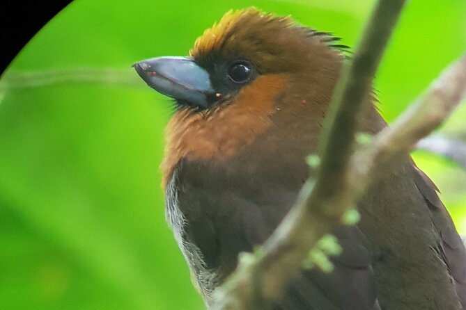 Birdwatching Tour in Monteverde - Additional Tour Information