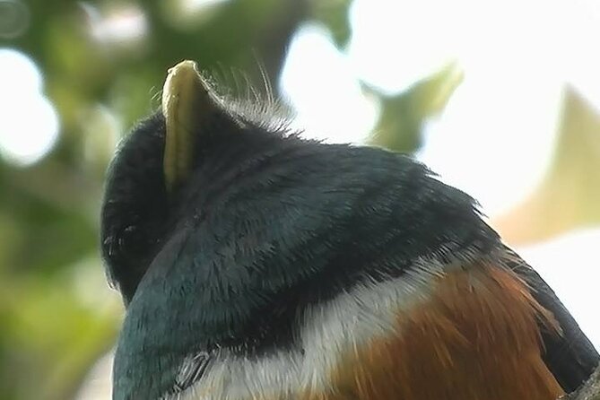 Birdwatching Tour in Tapantí National Park - Booking and Cancellation