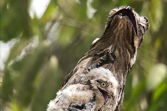 Birdwatching Tour Manuel Antonio / Esquipulas Private Tour - Tour Overview