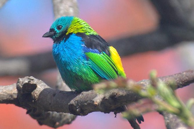 Birdwatching Tour to Tijuca National Park With Pica-Pau Tours - Pickup Options