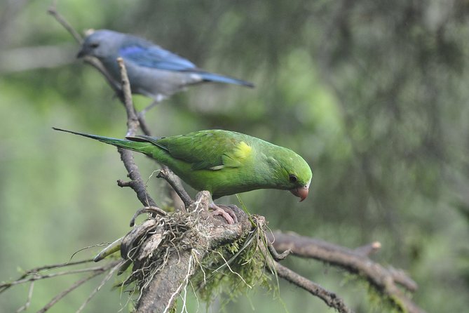 Birdwatching Tour to Tijuca National Park With Pica-Pau Tours - Tour Schedule