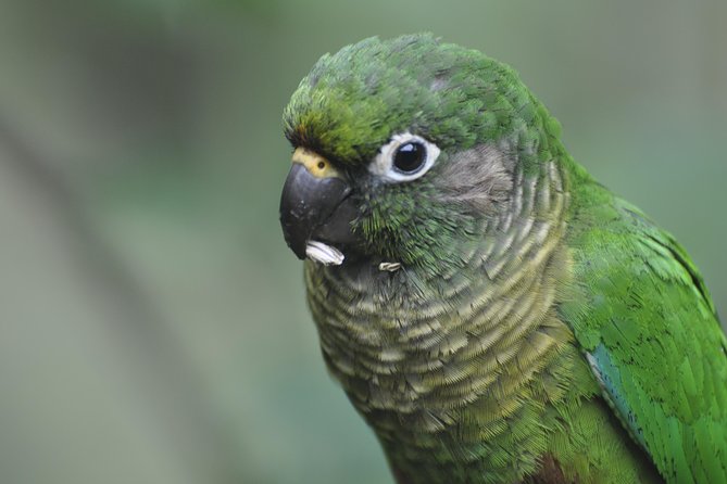 Birdwatching Tour to Tijuca National Park With Pica-Pau Tours - Accessibility and Group Size