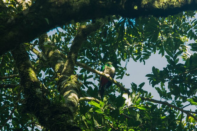 Birdwatching Tour: Unlock the Wonder, Whether Beginner or Advanced - Tour Overview