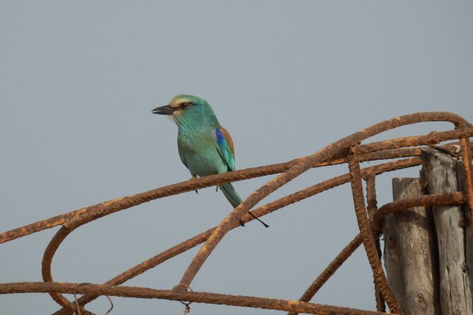 Birdwatching Tours - Tour Overview