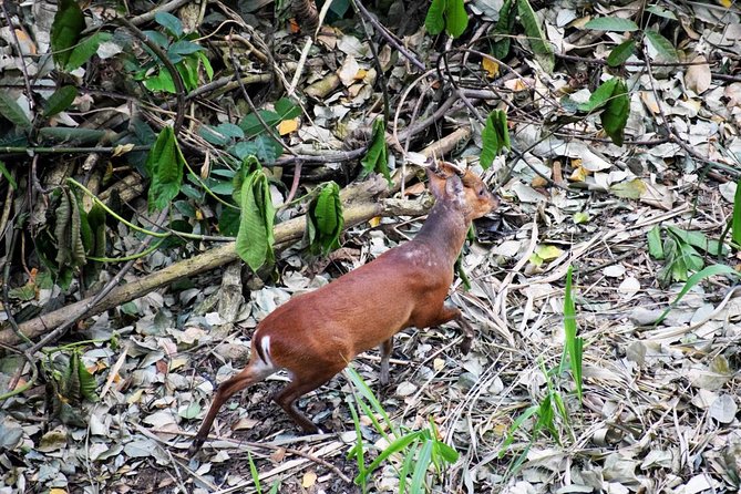 Birdwatching Trek in Kandy Review - Health and Safety Guidelines