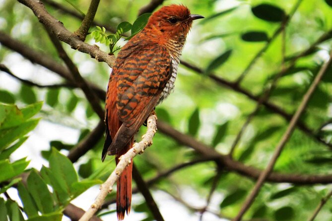 Birdwatching Trek in Kandy Review - Liability Disclaimer