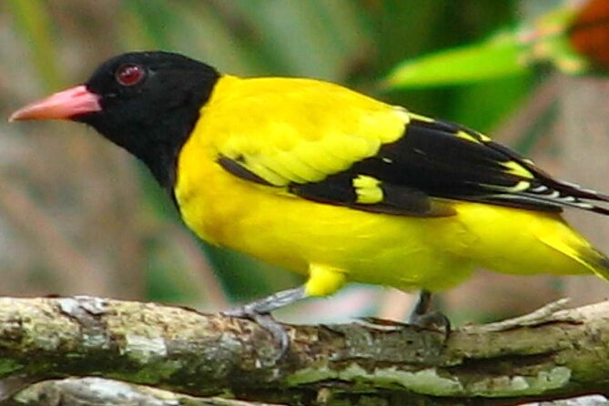 Birdwatching Trek in Kandy Review - Recap