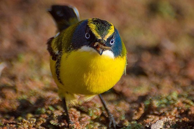 Birdwatching Wetland of Mantagua - Key Points