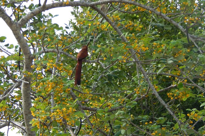 Birdwatching Yucatan 3 Days Trip Focus on Endemic Birds - Transportation Logistics