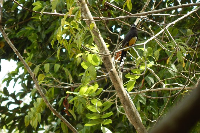 Birdwatching Yucatan 3 Days Trip Focus on Endemic Birds - Activities and Experiences