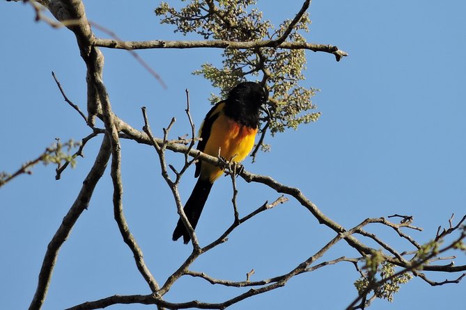 Birdwatching Yucatan 3 Days Trip Focus on Endemic Birds - Essential Information
