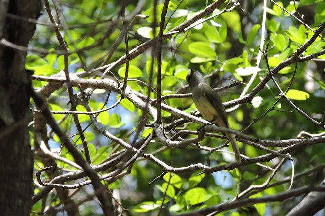 Birdwatching Yucatan 3 Days Trip Focus on Endemic Birds - Traveler Reviews and Ratings