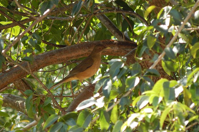 Birdwatching Yucatan 3 Days Trip Focus on Endemic Birds - Frequently Asked Questions