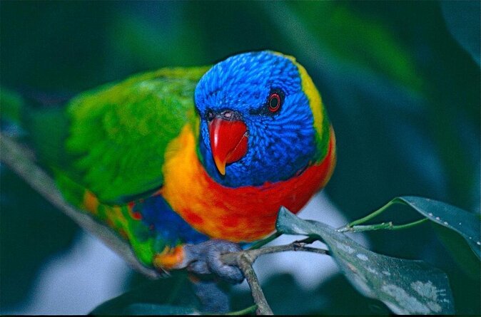 Birdworld Kuranda Entry Ticket - Accessibility