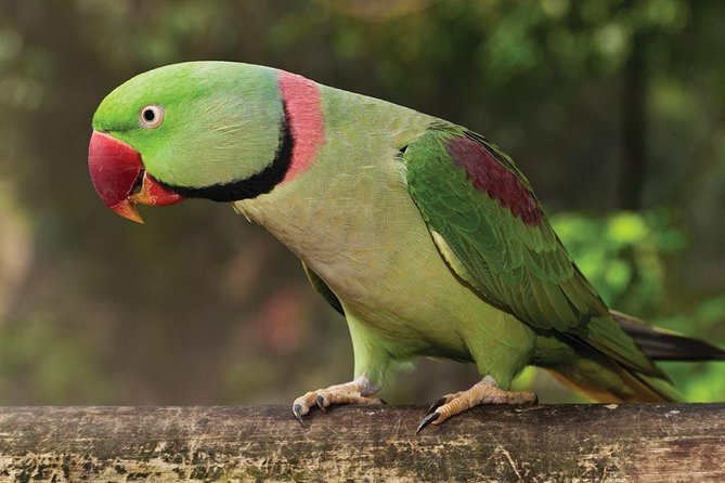 Birdworld Kuranda Entry Ticket - Review Insights