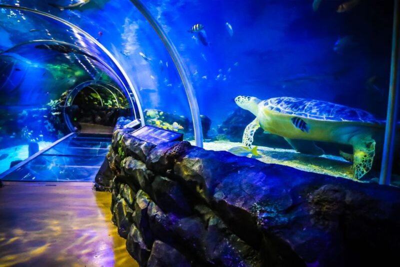 Birmingham: National Sea Life Centre Entrance Ticket - Highlights of the Attraction