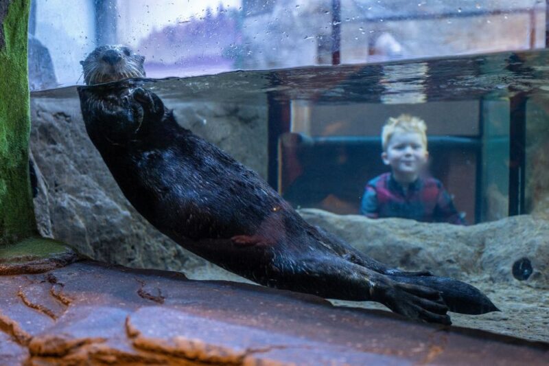 Birmingham: National Sea Life Centre Entrance Ticket - Accessibility and Age Policies