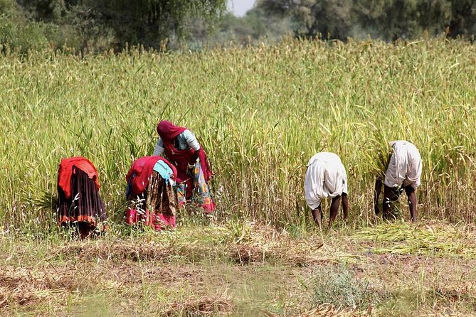 Bishnoi Village Safari - Experiencing Rural Rajasthan
