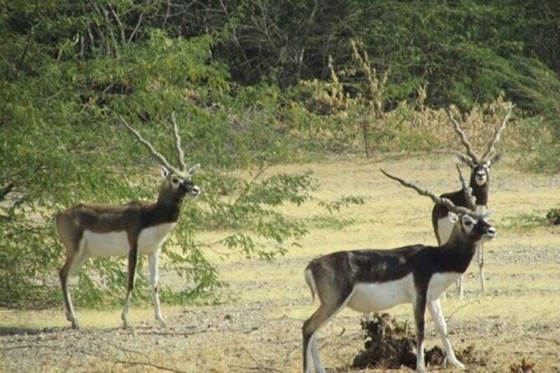 Bishnoi Village Safari Private Half Day Tour - Itinerary