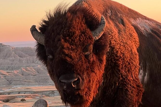 Bite-Sized Beauty: Black Hills Express Tour - Highlights of the Tour