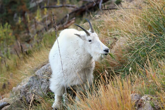 Bite-Sized Beauty: Black Hills Express Tour - Planning Your Visit